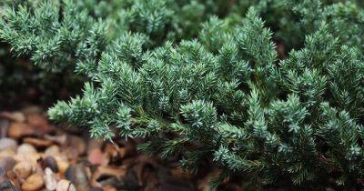 How to Grow and Care for Creeping Juniper