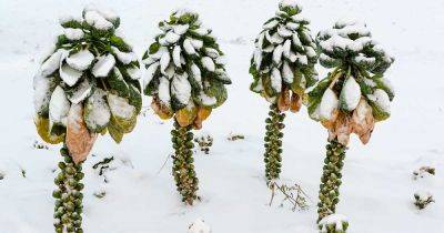 Tips for Growing Brussels Sprouts in Winter