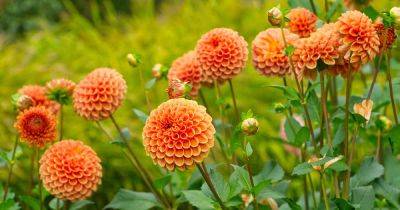 How to Identify and Control Dahlia Pests