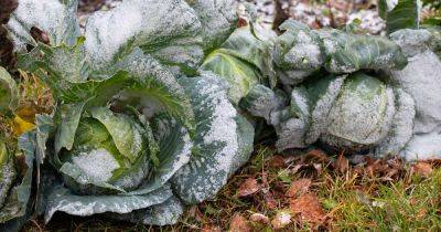 How to Grow Winter Cabbage