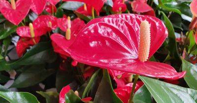How to Identify and Manage Anthurium Pests