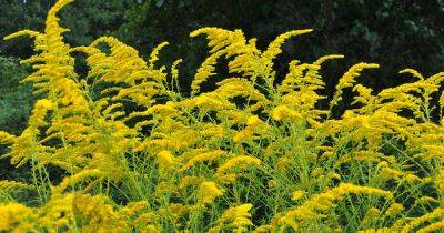 9 Different Types of Goldenrods to Grow in the Landscape