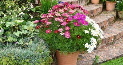 How to Grow Cosmos in Containers