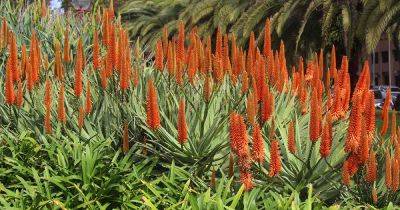 Do Aloe Plants Bloom?