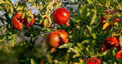 Reasons Why Pomegranates Split Open on the Tree