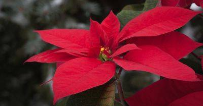 How Cold Hardy Are Poinsettia Plants?