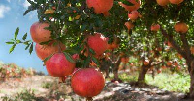 How to Grow Pomegranate Trees