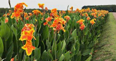 How to Grow and Care for Canna Lilies