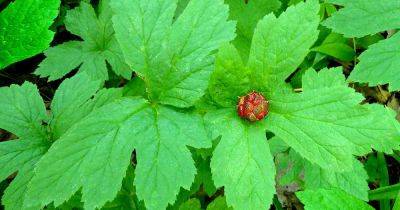 How to Plant and Grow Goldenseal