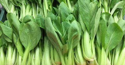 How to Identify and Manage Common Bok Choy Pests