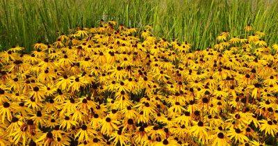 How to Harvest and Save Black-Eyed Susan Seed