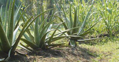 Tips for Growing Aloe Vera Outdoors