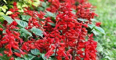 How to Grow Salvia, Easy-Care with Colorful Blooms