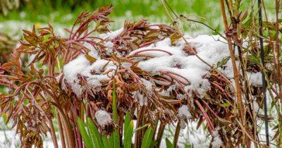 How to Care for Peony Plants in Winter
