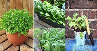 32 Best Leafy Green Vegetables to Grow in Containers