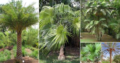 62 Best Palm Trees in Florida | Florida Palm Trees Species