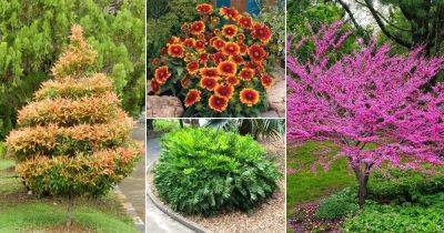 62 Native Florida Plants and Trees