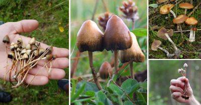 How to Grow Magic Mushrooms | Harvesting Magic Mushrooms