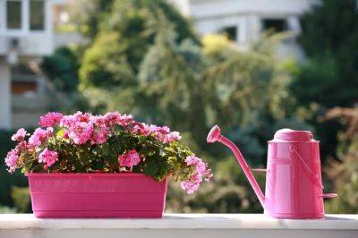 5 Common Balcony Gardening Problems and Tips to Solve them
