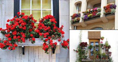 How to Select Best Plants for Balcony | Beginner's Guide |