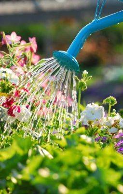 Balcony Garden Watering | 8 Important Tips