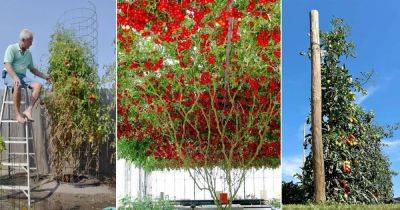 How to Grow Tomato As a Tree | Growing a Giant Tomato Plant