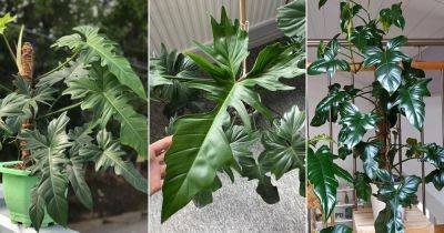 Philodendron Green Dragon Care and Growing Guide