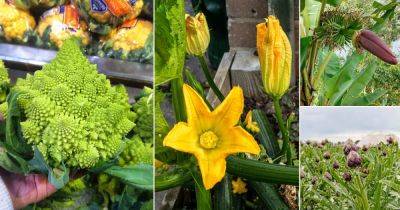 20 Flowers that are Vegetables | Flowers You Can Cook