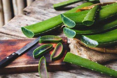 Can You Eat Aloe Vera Plant | Benefits of Eating Raw Aloe Vera |