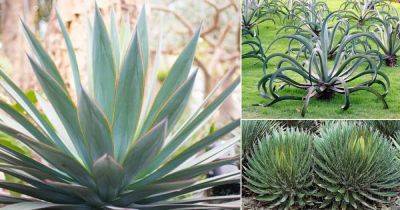 12 Types of Agave Plants to Grow | Best Agave Varieties |