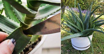 How to Cut an Aloe Vera Plant Without Killing it