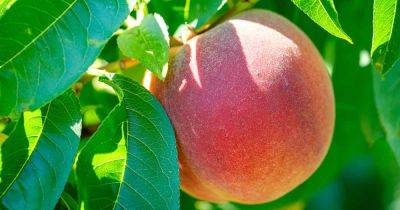 How to Grow Peach Trees in Containers
