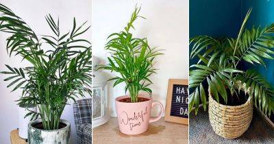 Neanthe Bella Palm Care | How to Grow Parlor Palm Indoors