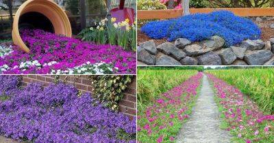 48 Best Flowering Ground Cover Plants