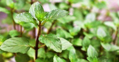 How to Grow and Use Chocolate Mint