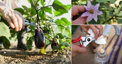 How to Prune Eggplants for Super Harvest