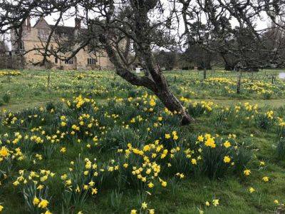 Hever Castle & Its Dazzling Daffodils