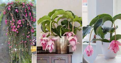 Everything About Medinilla Plant Care | Best Medinilla Varieties