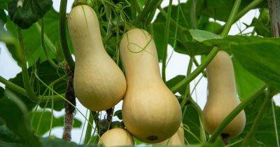 How to Plant and Grow Butternut Squash