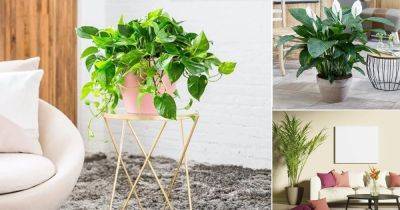 10 Most Oxygen Producing Houseplants | Indoor Plants for Oxygen