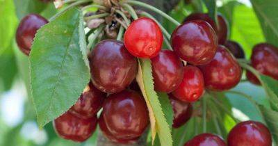 How to Grow and Care for Fruiting Cherry Trees | Gardener's Path