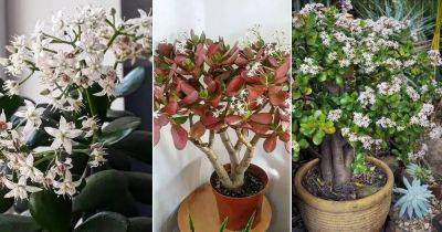 How to Get a Jade Plant to Flower | Tips On Flowering Jade Plants