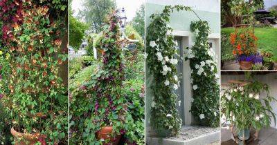 57 Best Flowering Vines and Climbers to Grow in Garden & Containers