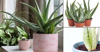 Aloe Vera Leaves Not Plump? How to Get Thick Aloe Vera Leaves