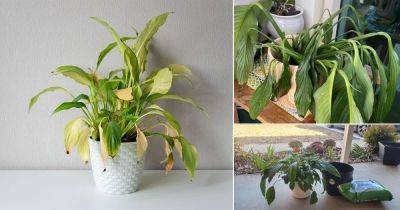 Why is My Peace Lily Drooping, Turning Yellow, Not Flowering and Dying?