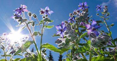 How to Start Borage from Seed | Gardener's Path