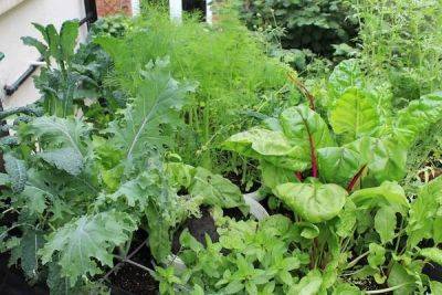 Edible Plants that Grow in Shade