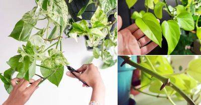 How to Prune Pothos So They Grow More | Pothos Pruning Tips