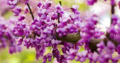 How to Grow and Care for Oklahoma Redbud Trees