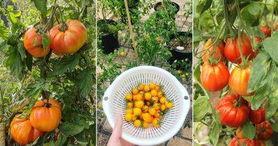10 Delicious Seedless Tomato Varieties